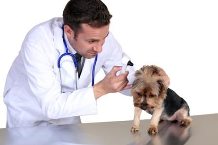 veterinarian_career_introvert