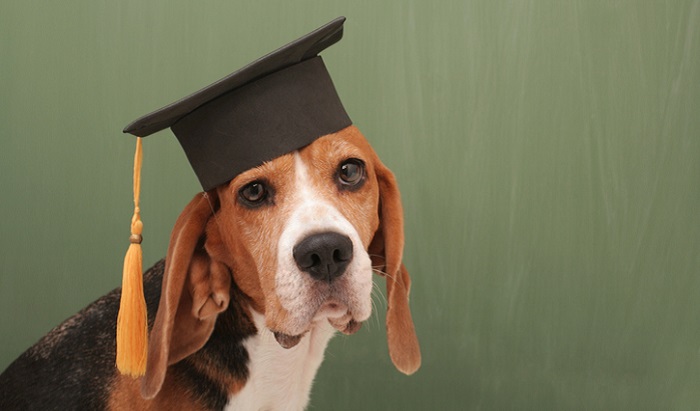 Graduated dog