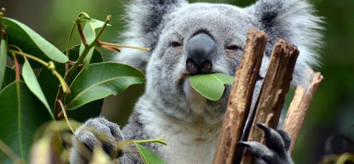 Koala bear in Australia
