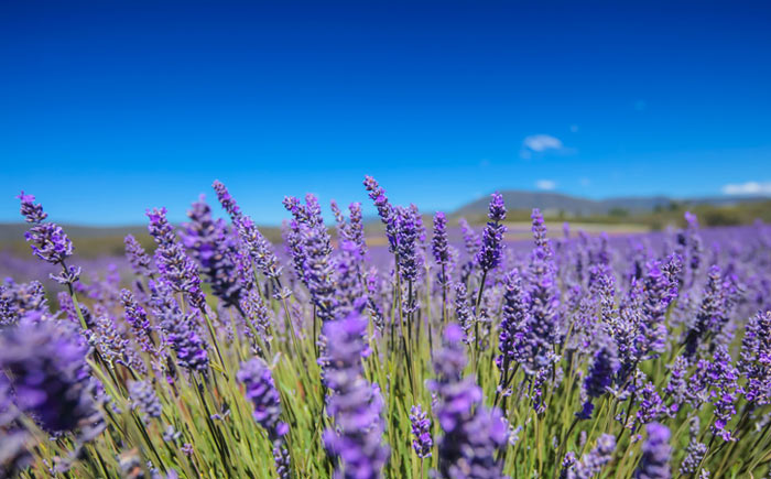 Lavender Fields