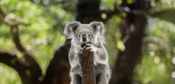 How Studying in Australia Differs From the UK