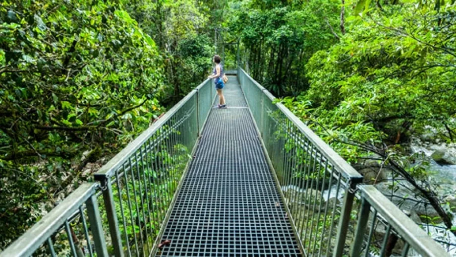 Your Guide to Australia’s Northern Daintree Rainforest main image