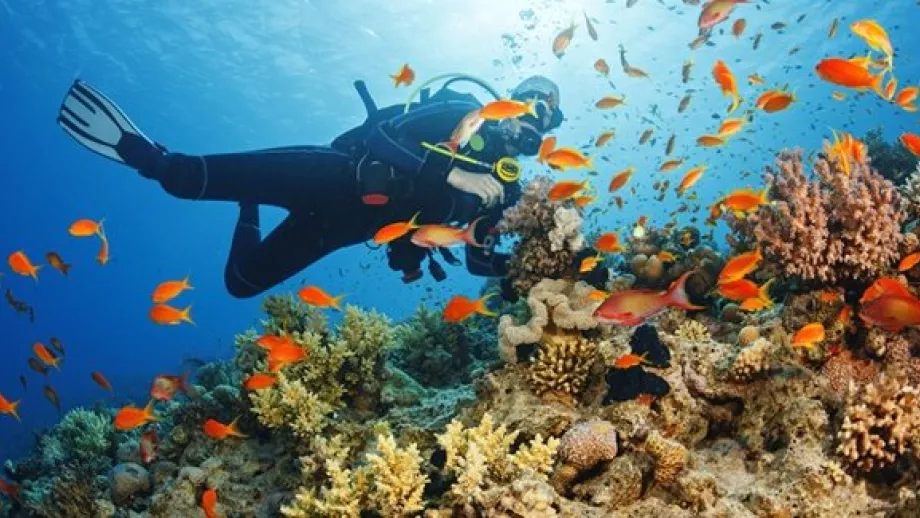 How One University is Hoping to Help Restore the Arabian Gulf’s Coral Reef main image