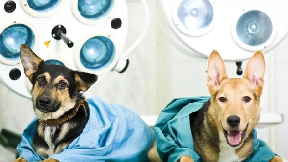 New Ranking of the World’s Top Veterinary Schools main image