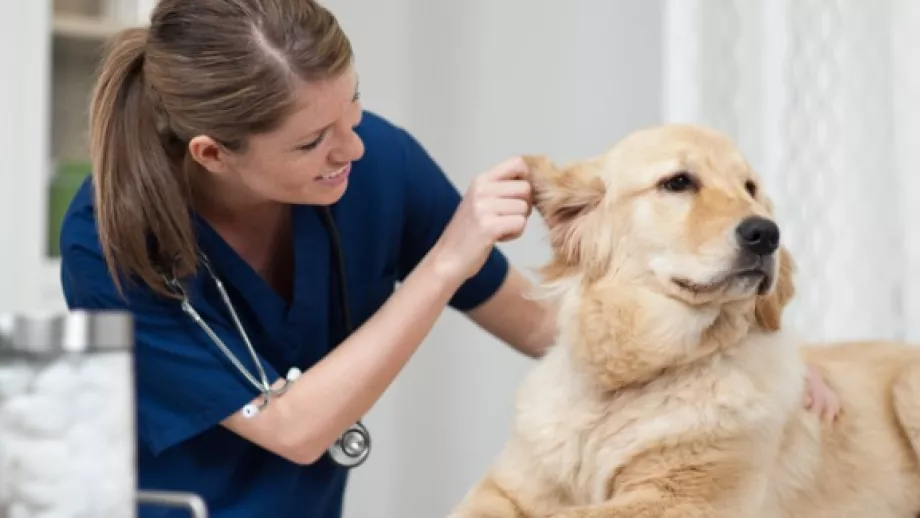 What To Expect From Veterinary School Interviews 