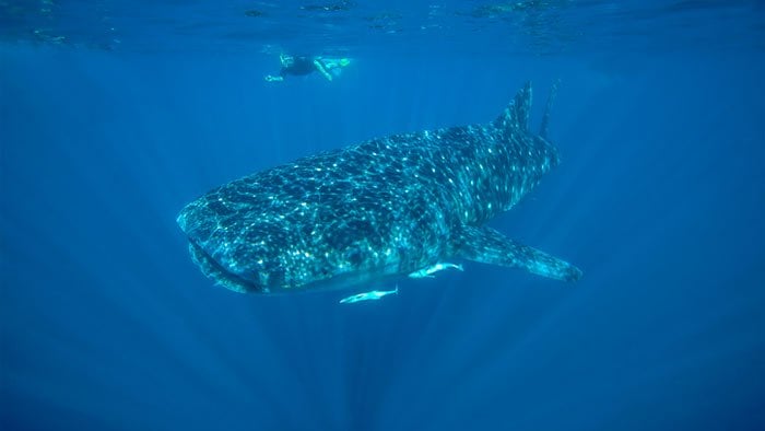 Whale shark